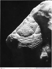 Historisches Foto von Galatheites aiola (Robins et al., 2016) (NHMW-AFW-GEO-BACHMAYER-FOTO-1990-0041-0539)